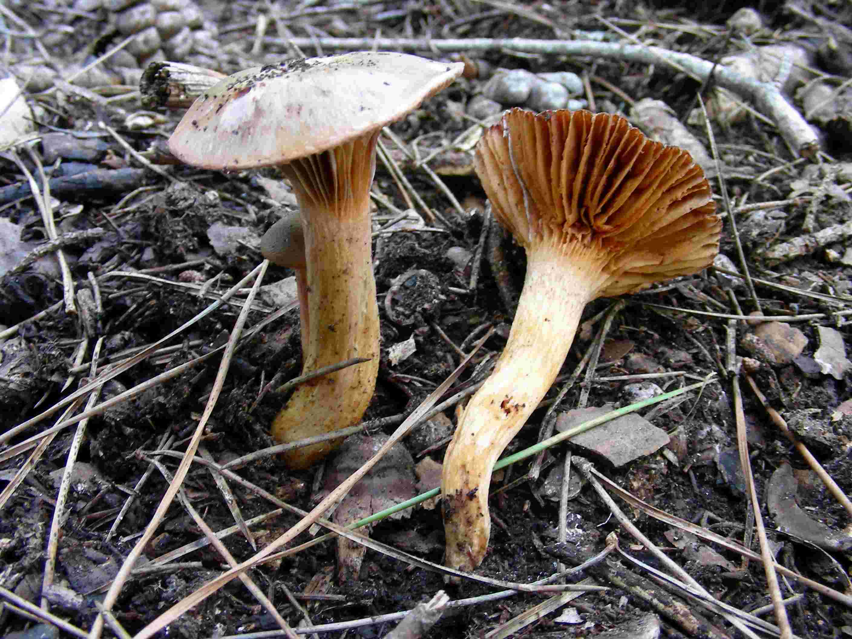 1837 Dicembre vecchio ritrovamento